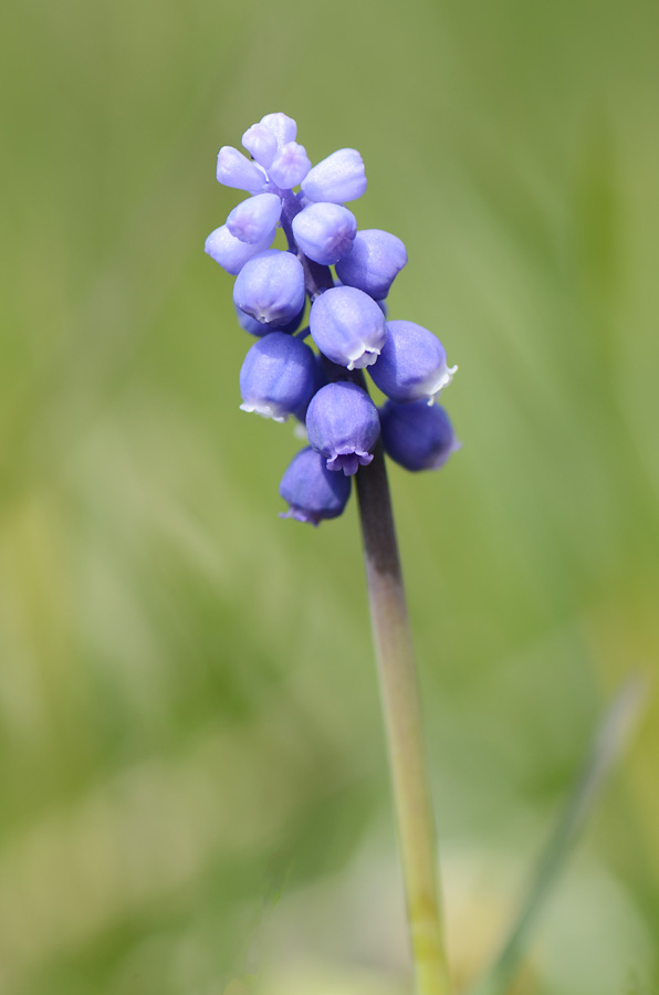 Muscari botryoides, albino